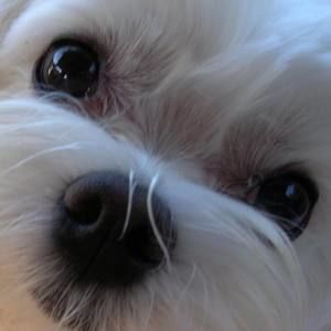 Meet your Posher, Roxanne